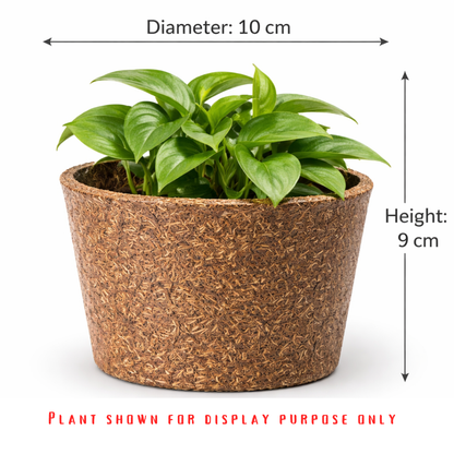 Pine Needle Eco Planters – Set of 2 (Small)