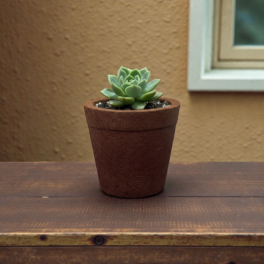 Pine Needle Eco Planters – Set of 2 (Small)